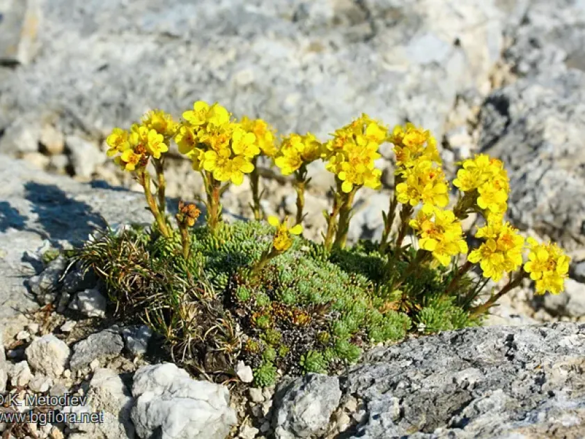 Saxifraga ferdinandi-coburgi