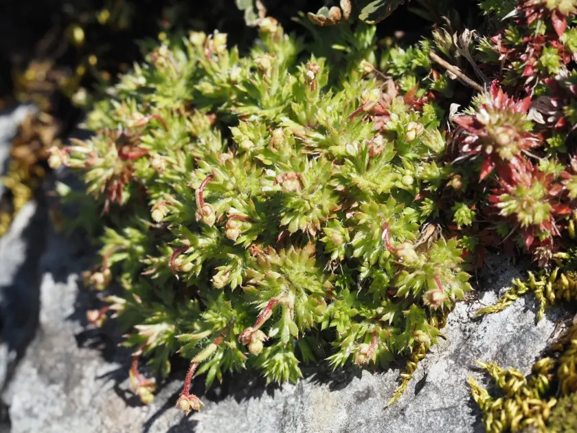 Fragoso saxifrage