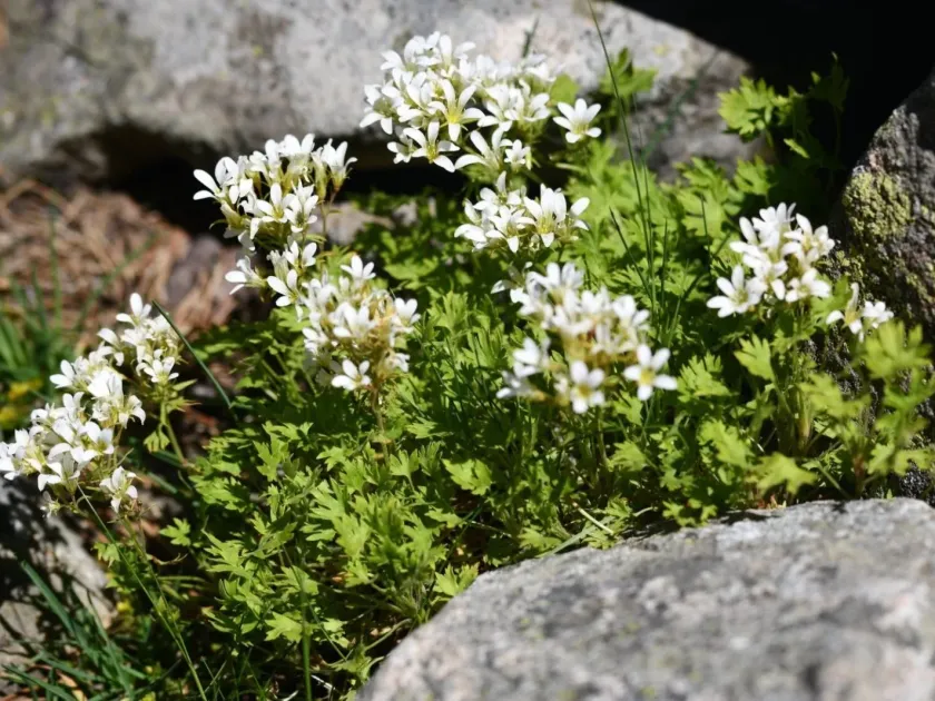 Geranium-leaved saxifrage