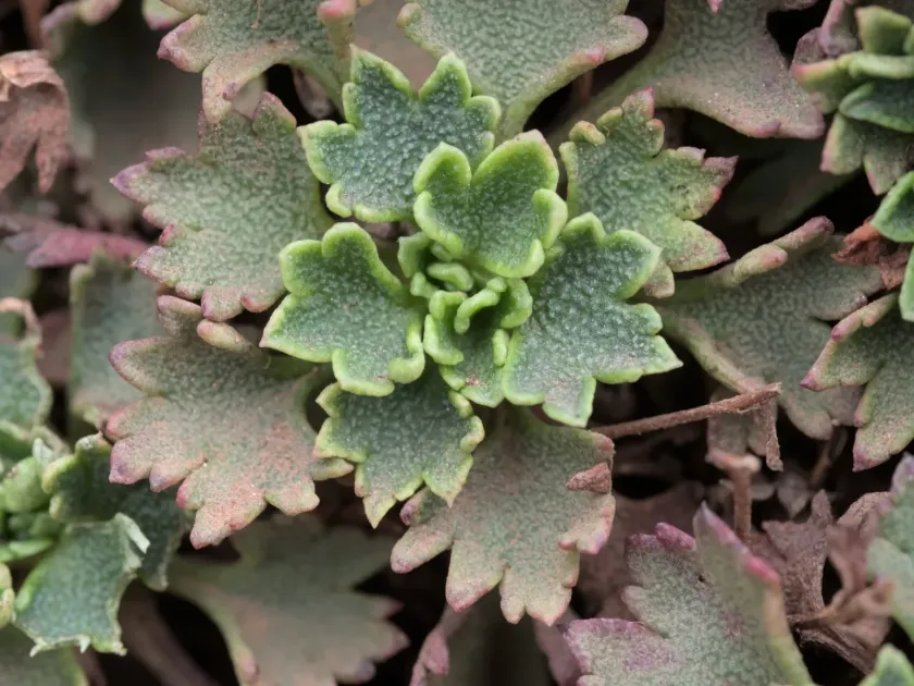 Madeira saxifrage
