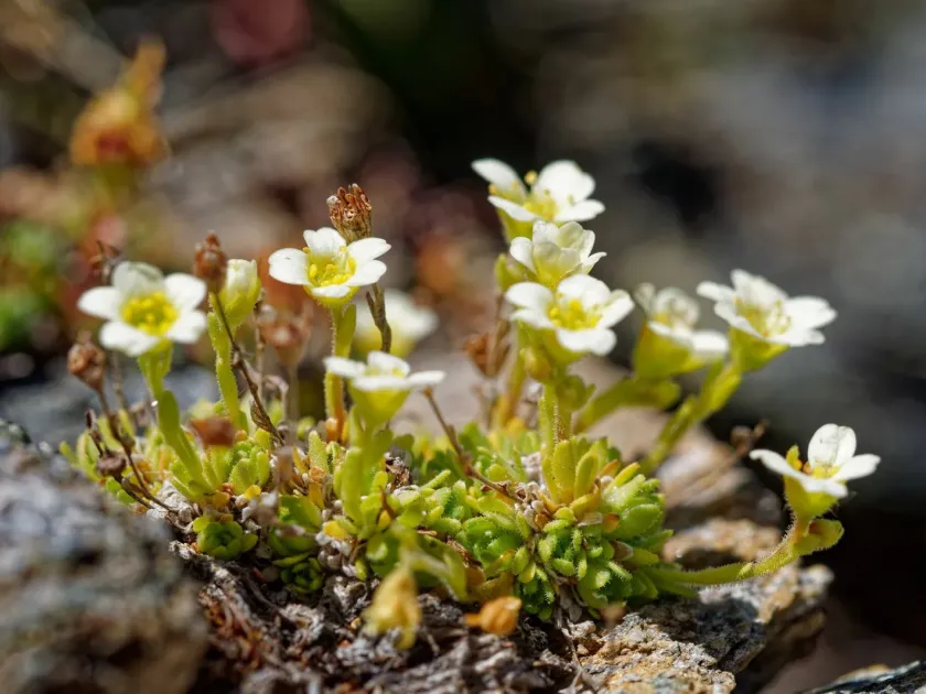 Mossy saxifrage