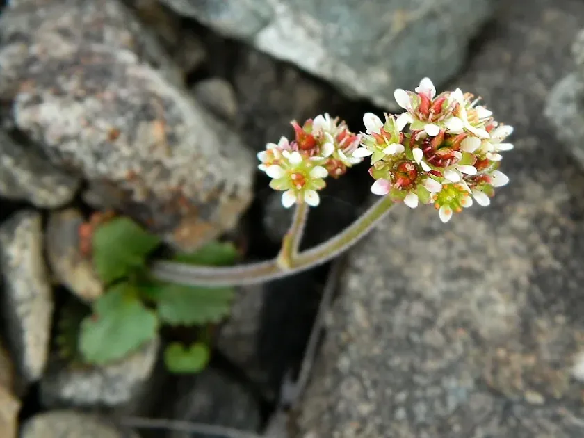 Snow saxifrage