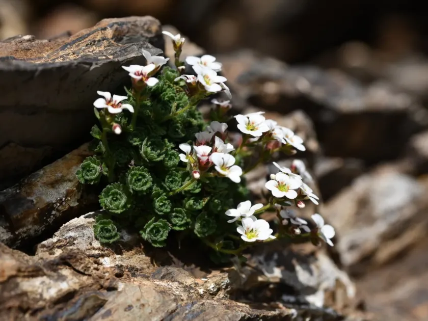 Iraty Saxifrage