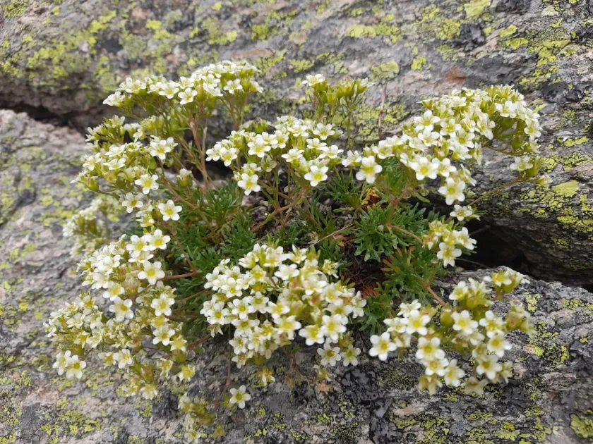 Saxifraga pentadactylis