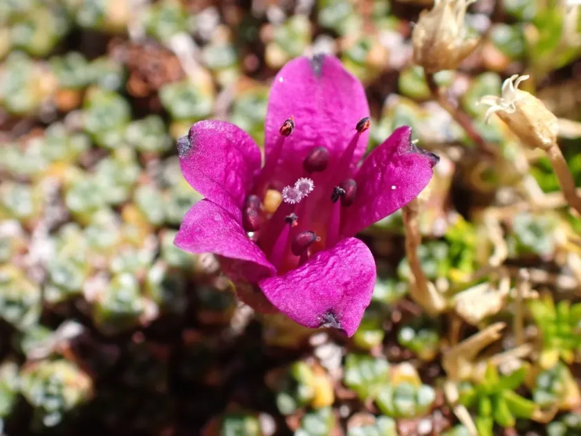 Saxifraga rudolphiana
