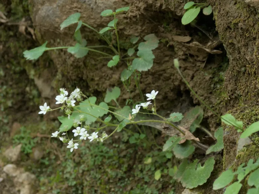 Round-leaved saxifrage