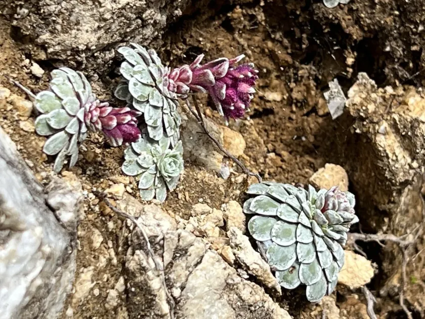 Saxifraga stribrnyi