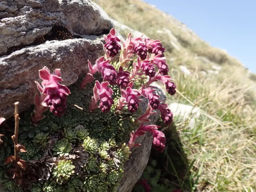 Saxifraga sempervivum