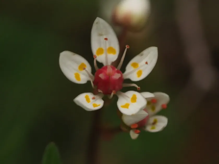 Starry saxifrage