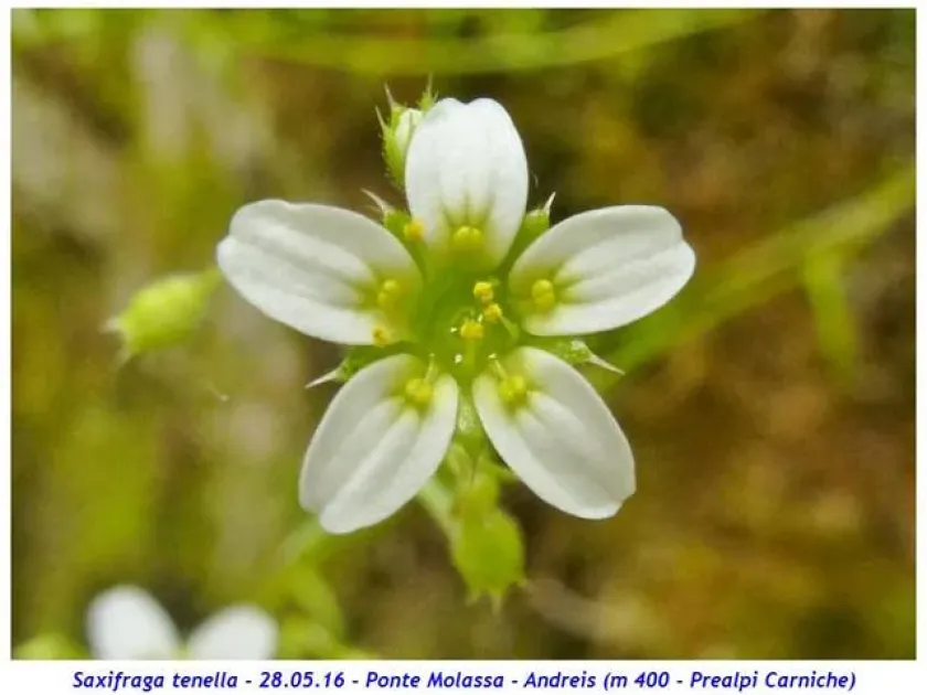 Saxifraga tenella