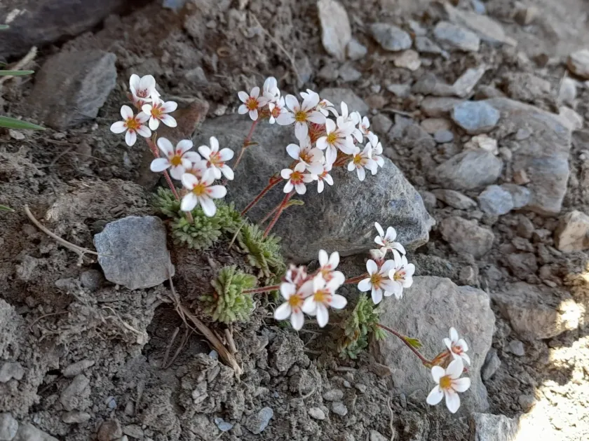Nevada saxifrage