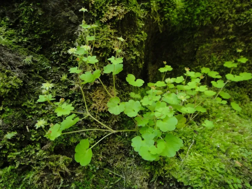 Ломикамінь парадоксальний