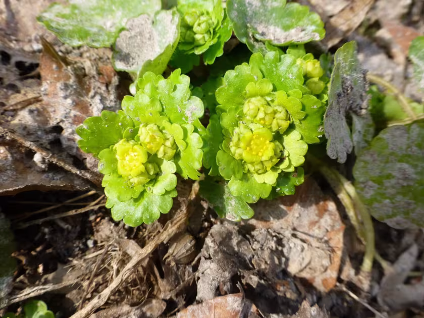 Alternate-leaved golden-saxifrage
