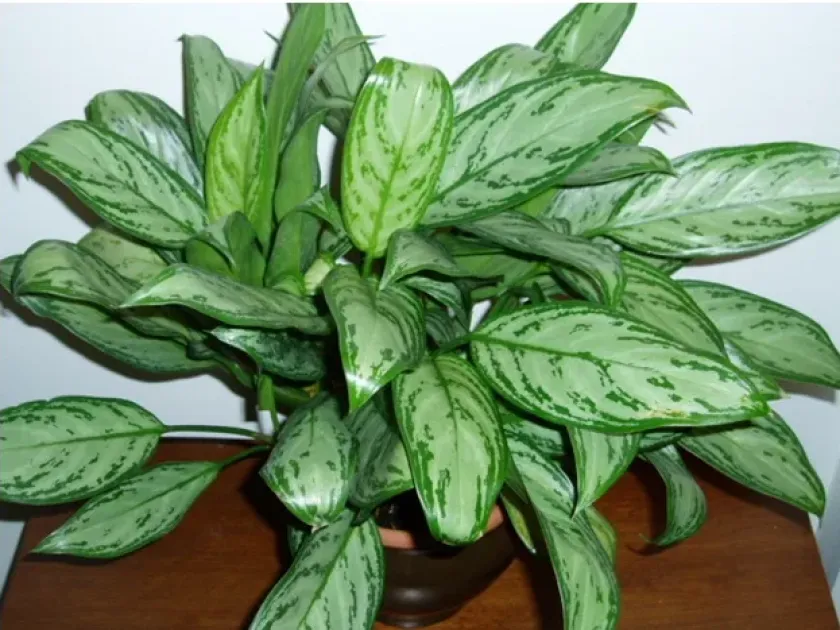 Aglaonema crispum