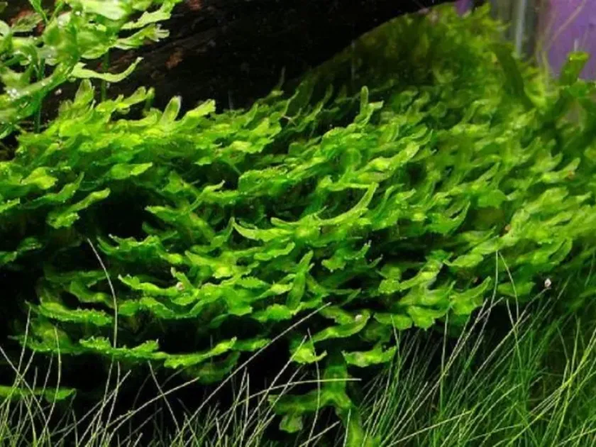 Monosolenium tenerum