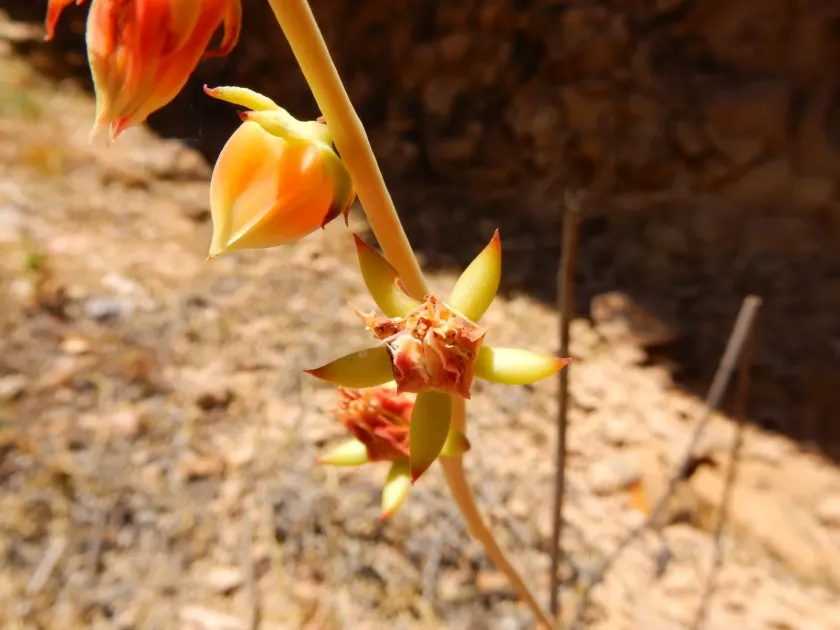 Echeveria nodulosa