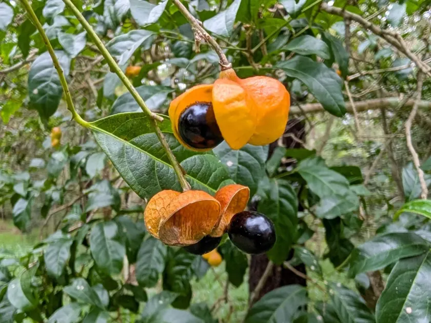 Harpullia pendula