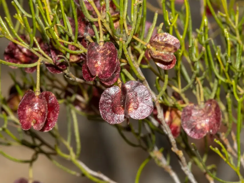 Dodonaea stenozyga