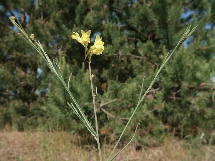 Linaria odora