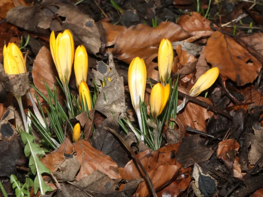 Yellow crocus