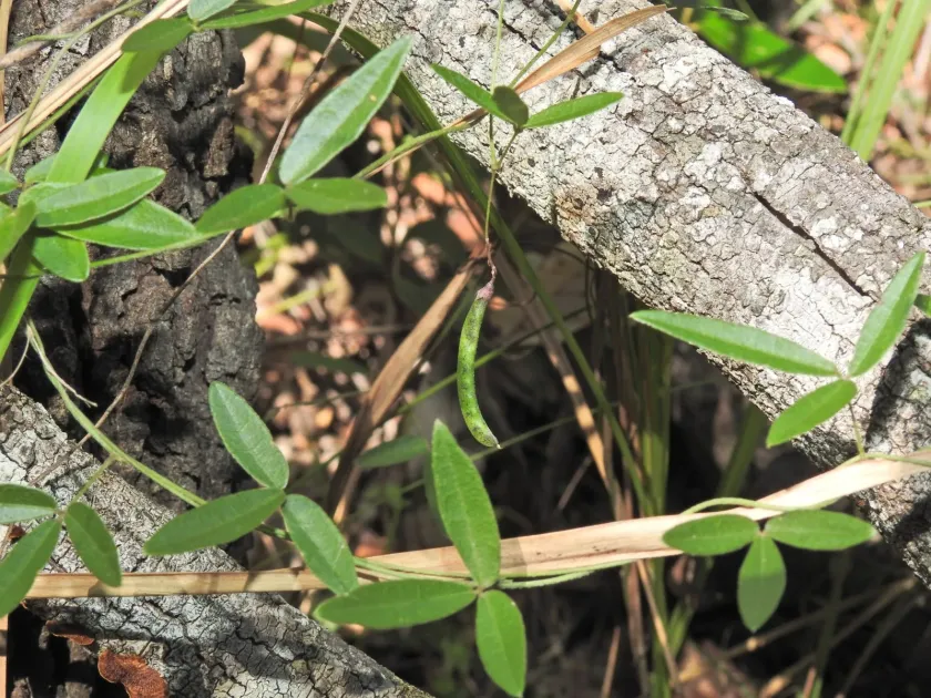 Glycine cyrtoloba