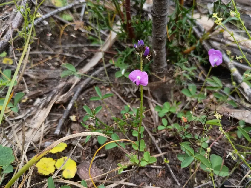 Glycine latrobeana