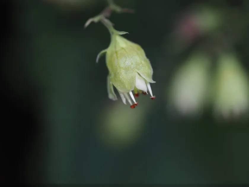 White Alumroot