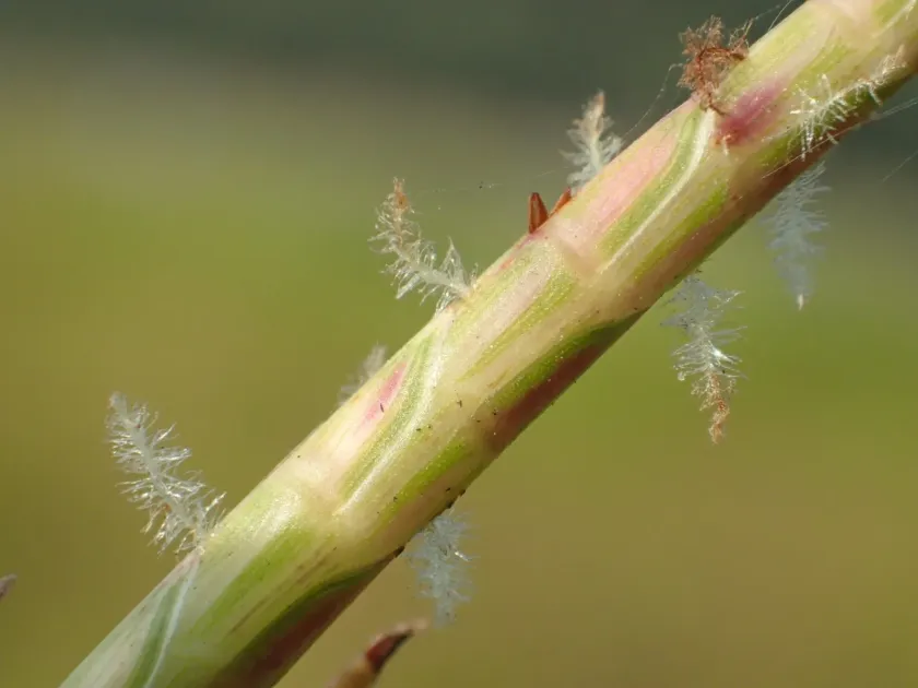 Hemarthria compressa