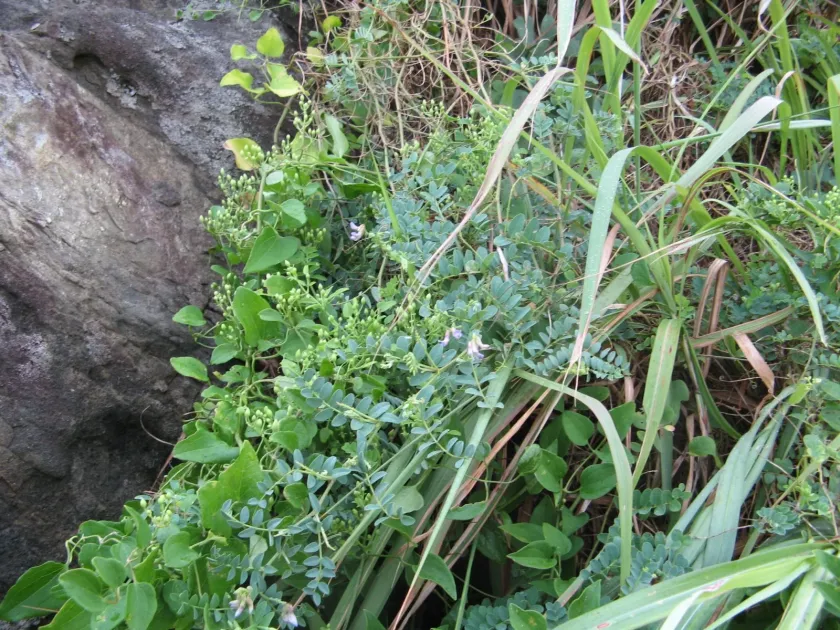 Japanese vetch