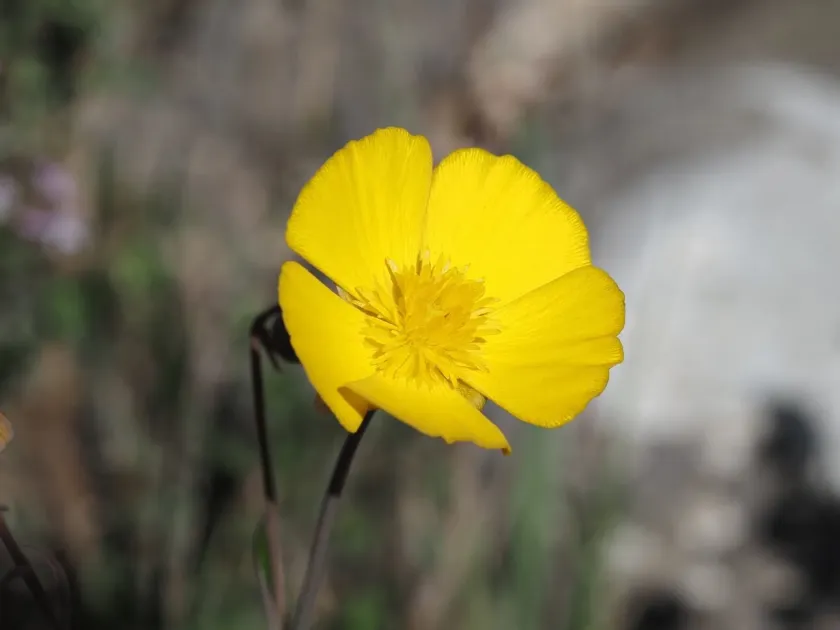 Grassy-leaved buttercup