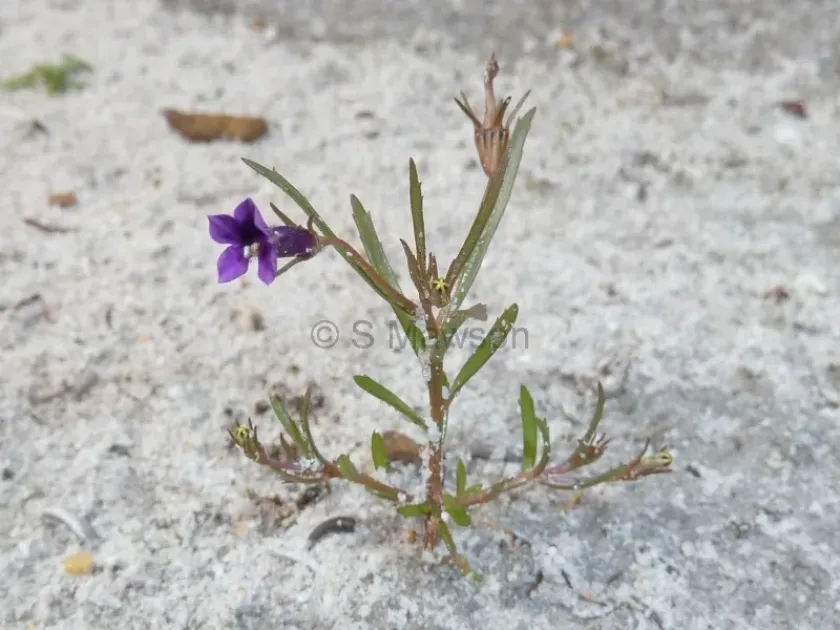 Monopsis debilis