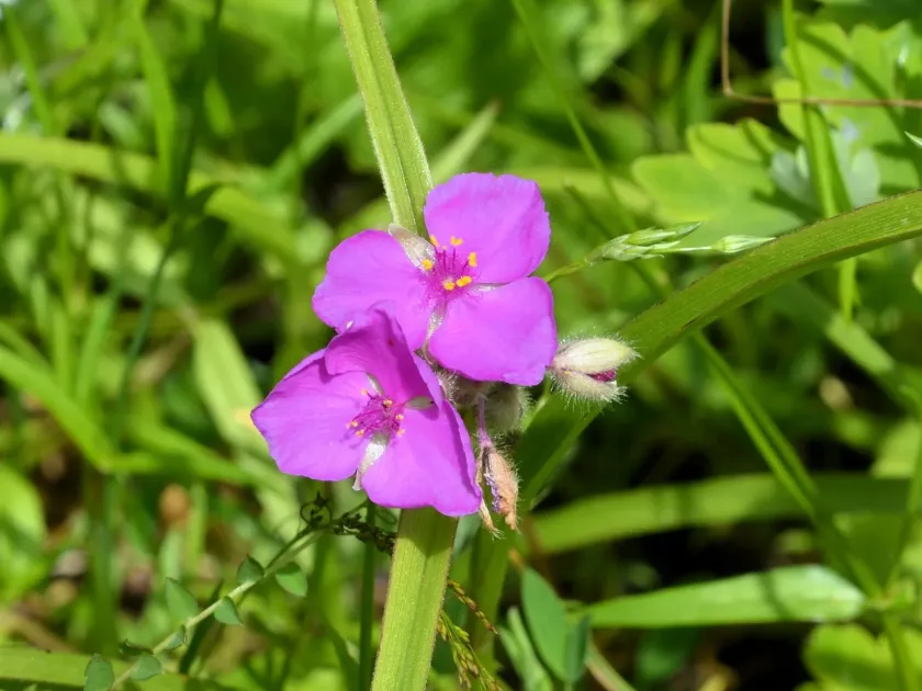 Tradescantia andersoniana