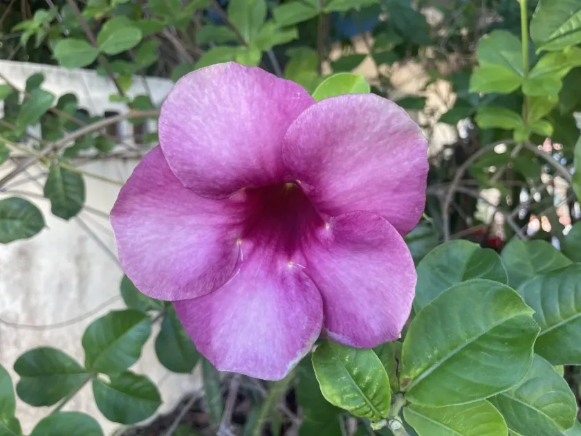 Allamanda blanchetii