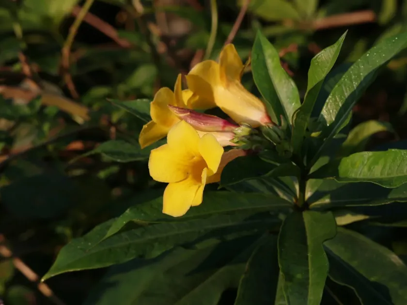 Allamanda schottii