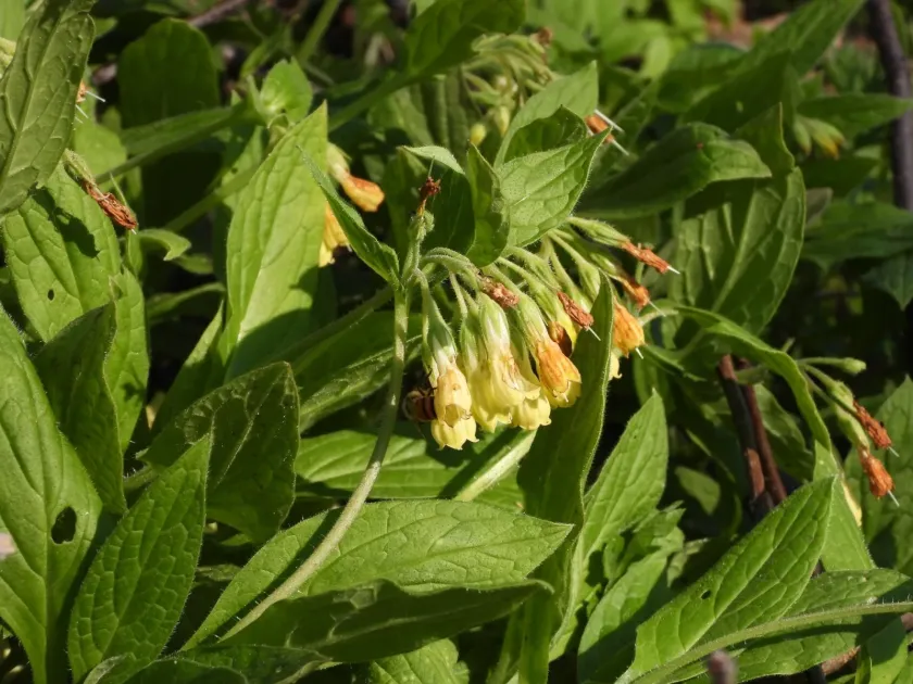 Живокіст бульбистий