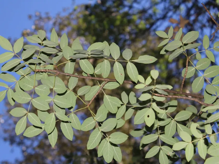Papillose ash
