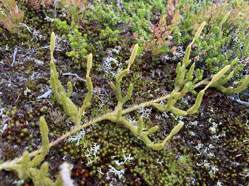 Northern firmoss