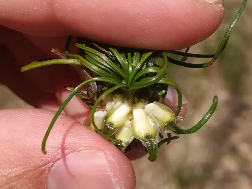 Isoetes velata