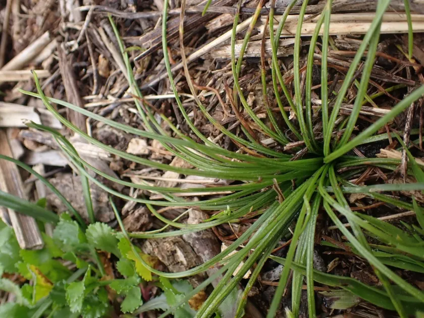 Isoetes durieui