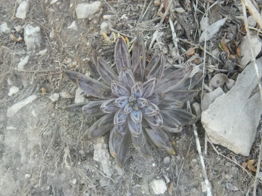 Echeveria unguiculata