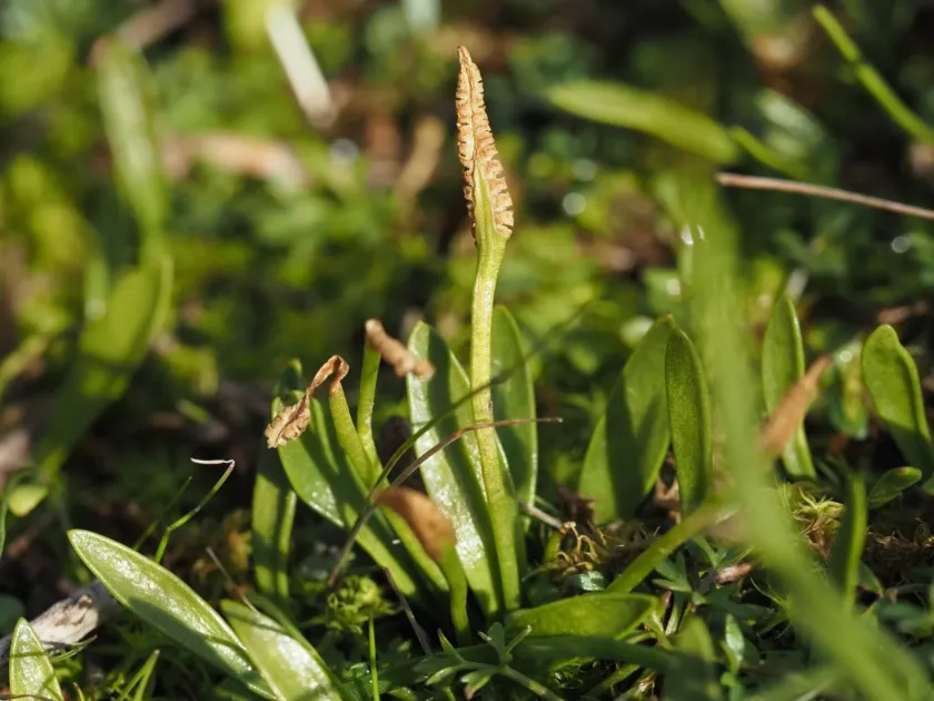 Portuguese adder's-tongue