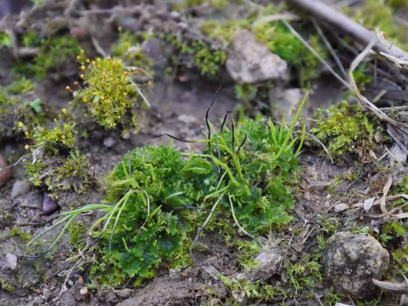 Field hornwort