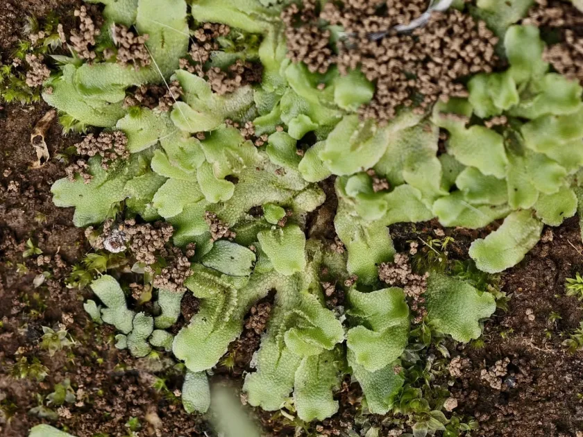 Corsinia coriandrina