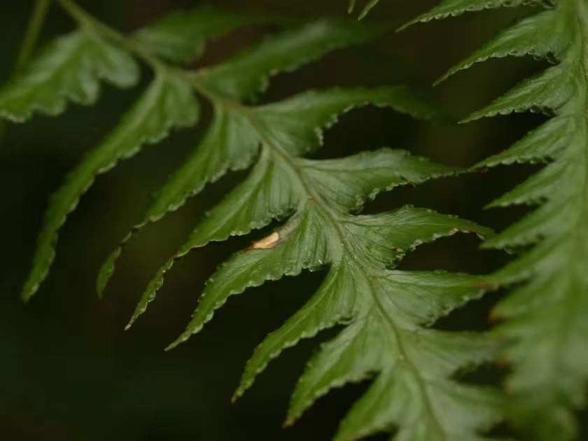 Broad-leaved lace fern