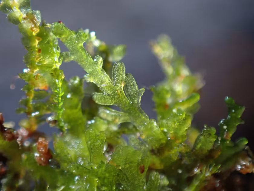 Riccardia multifida