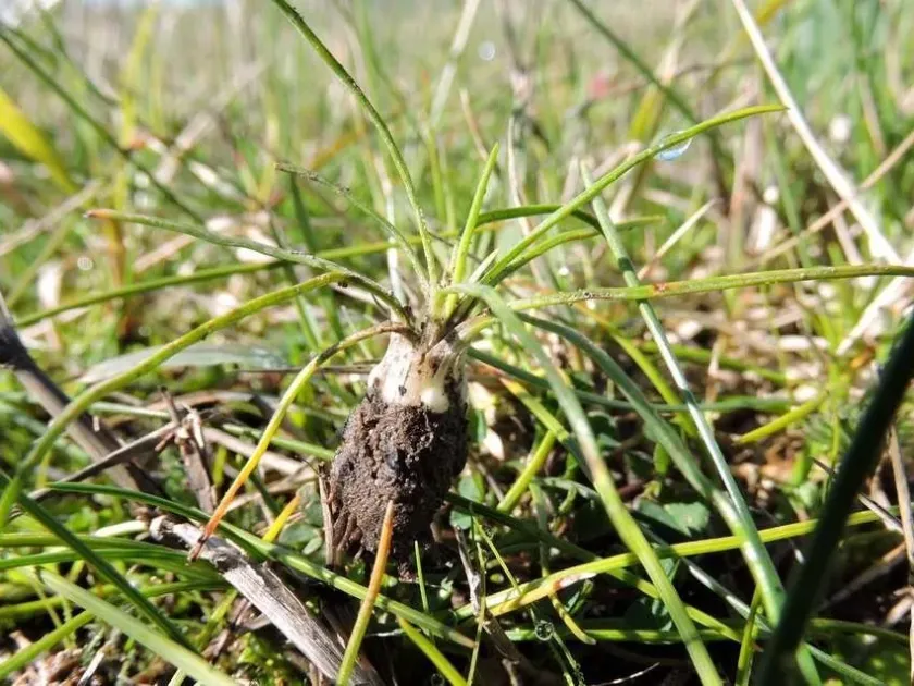 Isoetes subinermis