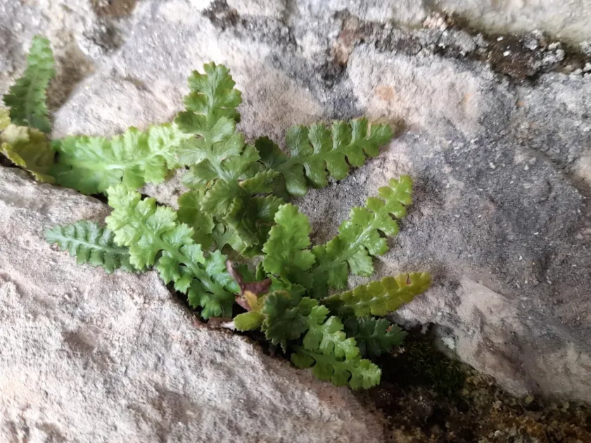 Asplenium jahandiezii