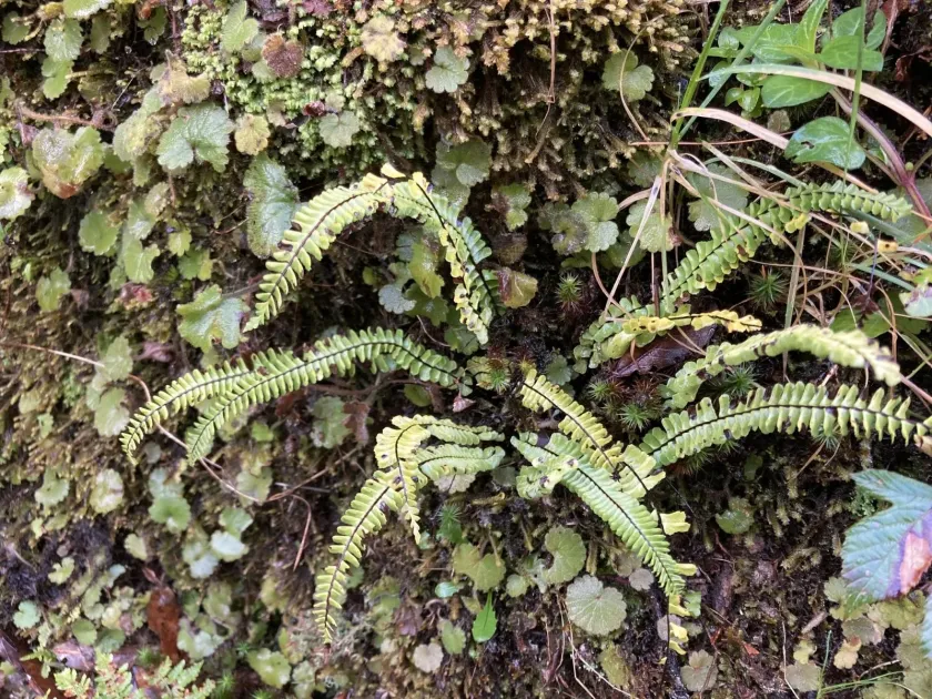 Single-sorus spleenwort