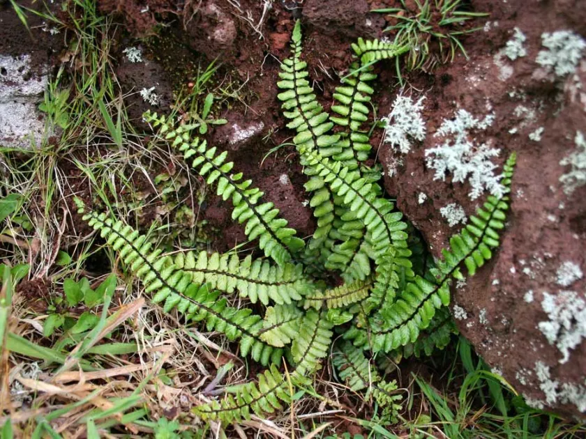 Asplenium azoricum