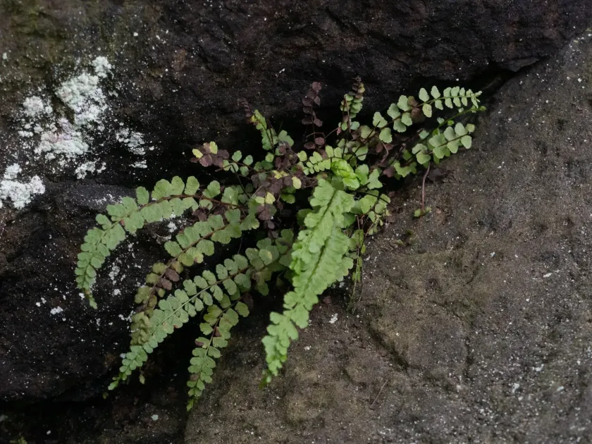 Asplenium adulterinum